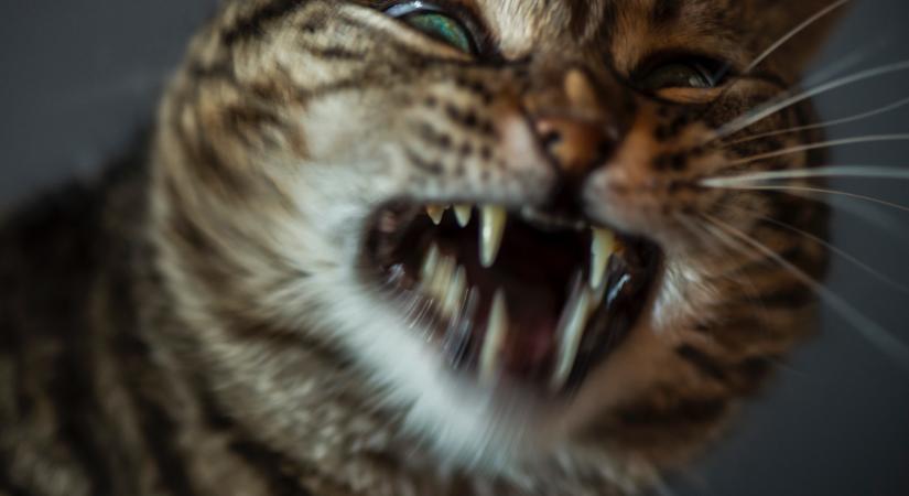 10 év után ütötte fel a fejét hazánkban a félelmetes betegség: ezek a tünetei