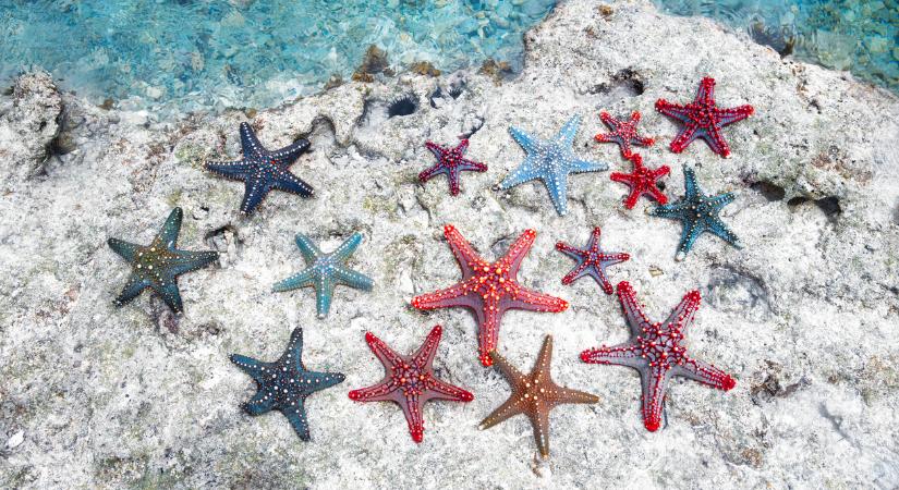 A tengeri csillag képes új karokat növeszteni. 9 érdekes állati szuperképesség, amit a tudomány is igazolt