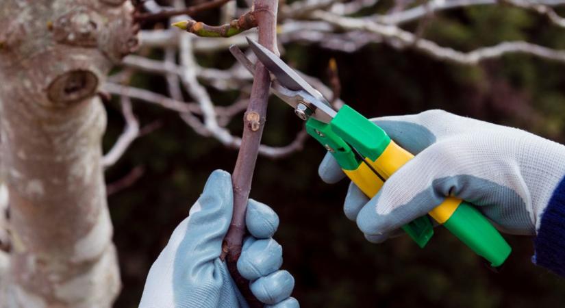Almafa metszése télen – 7 vágás, amitől több lesz a termőrügy