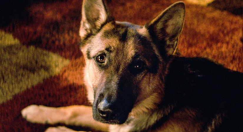 A sokkoló igazság az állatkínzás mögött, amit minden szülőnek tudnia kell