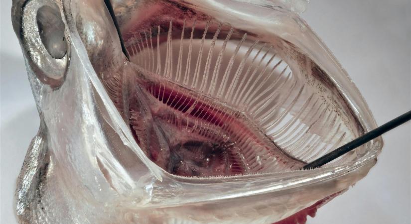 Rájöttek, hogy szűrheti ki a mosógép 99%-át a mikroműanyagnak