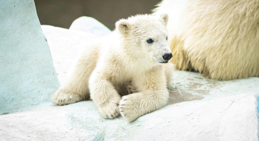 Amerikáig jutott a nyíregyházi jegesmedvebocsok híre – milliók nézik a róluk készült cuki videót világszerte