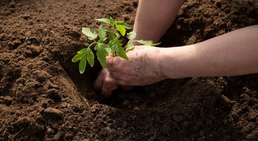 Paradicsomtól a búzáig: új távlatokat nyit a magkezelési kutatás