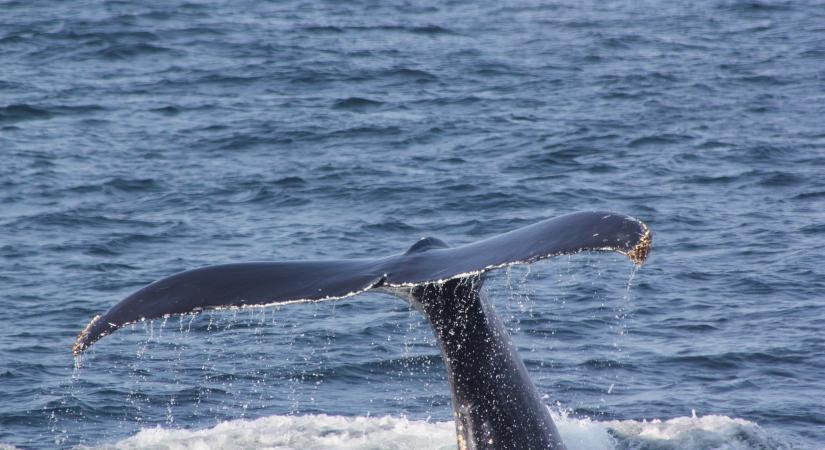 Versenyfutás az idővel: tucatnyi bálna életéért küzdenek Új-Zéland „bálnacsapdájában”