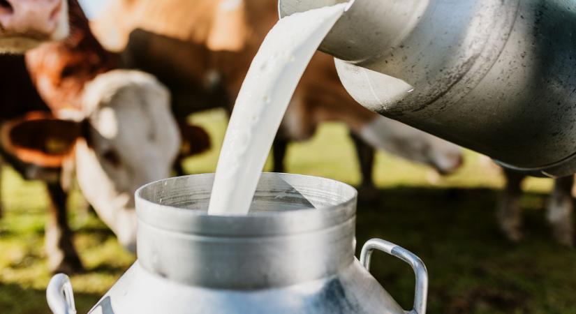 Olyan súlyos a helyzet a magyar tejágazatban, hogy telepbezárások is jöhetnek