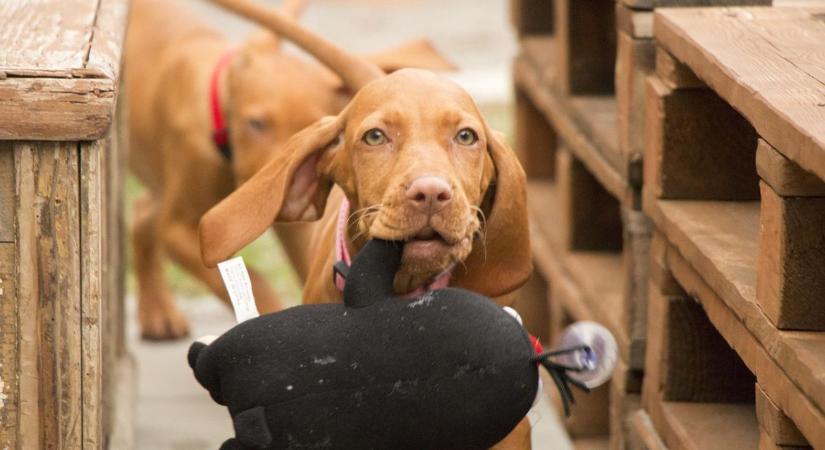 Többet értenek a kutyák az emberi beszédből, mint hittük