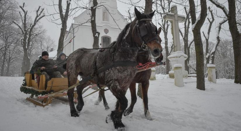 Csinos és Jázmin először répát ropogtatott - szinte repült utánuk a szán a Mátrában fotók, videó