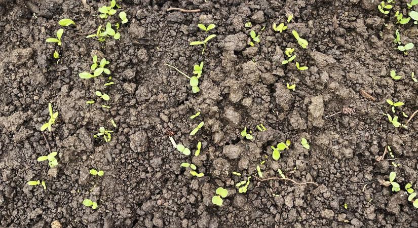 Ne várj tavaszig: ezeket ültesd el januárban a lakásban!