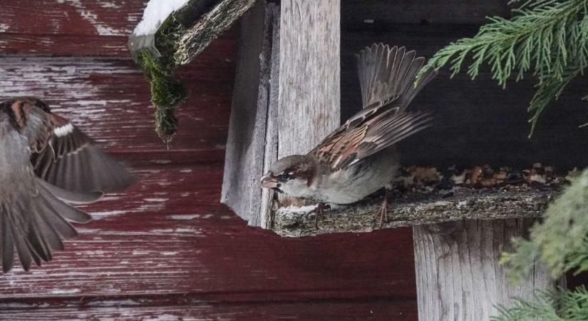Havas napok jönnek: most rajtunk múlik, túlélik-e a madarak (galéria)
