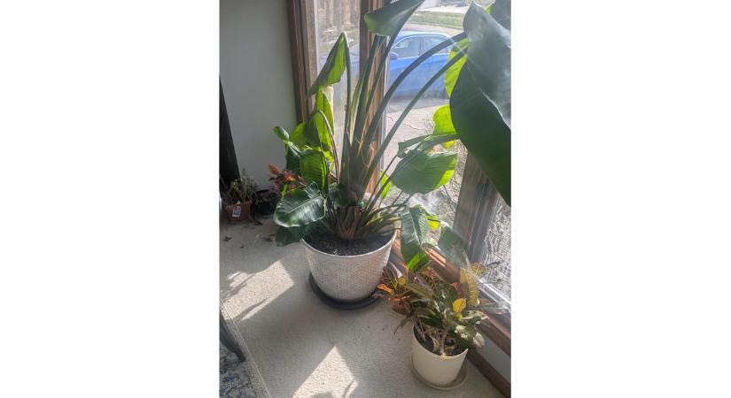 Optikai illúzió: csak az emberek 1%-a veszi észre a cicát a képen – pedig ott van!