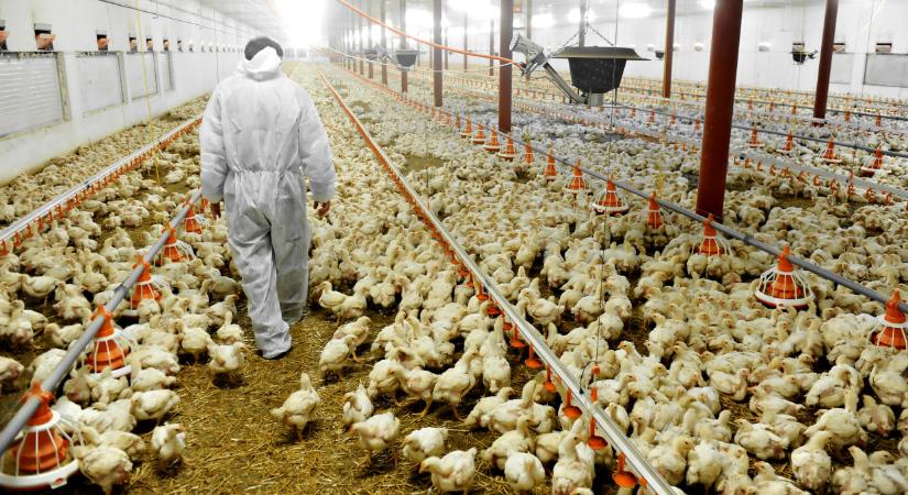 Újabb uniós országban bukkant fel a vírus: több tízezer állatot kell leölni