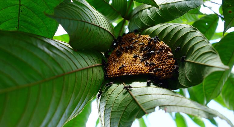 Emberi jogokat kaptak a méhek, bármikor perelhetnek