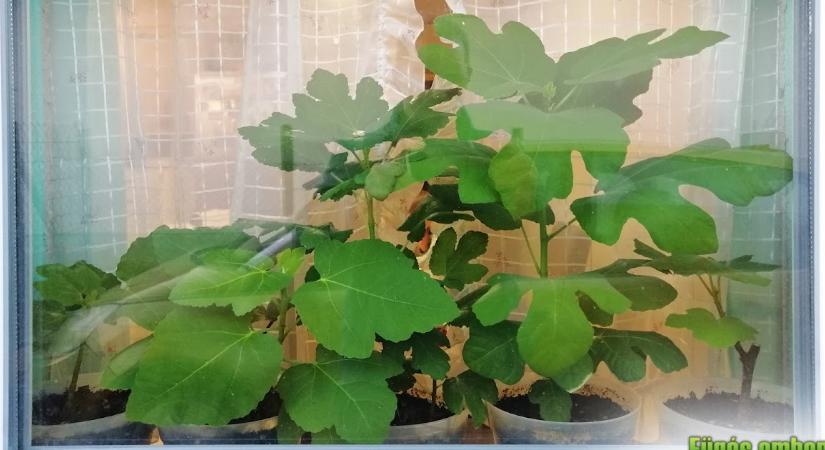 Füge a lakásban: kényszermegoldás vagy tudatos stratégia?