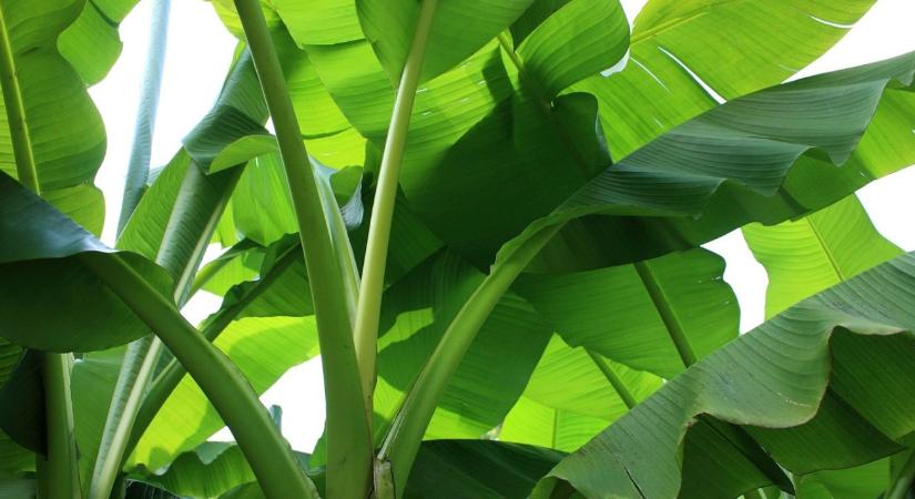 Miért nem való a banán a magyar kertekbe?