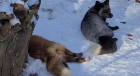 Az örömködő jegesmedvebocsok után itt vannak a hóban hempergő rókák