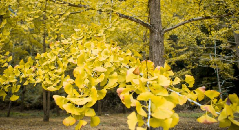 A fa, amely túlélte a dinoszauruszokat