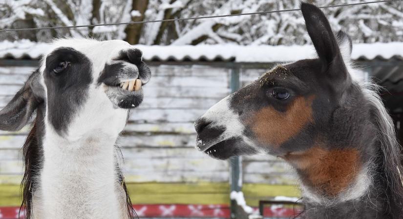 Havas csodavilág! Különleges arcát mutatja ezekben a napokban a jászberényi állatkert