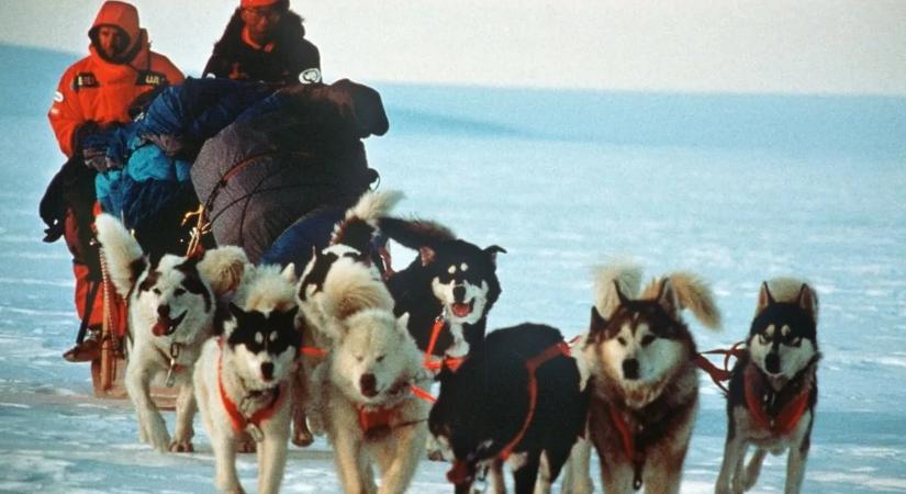Száműzték a kutyákat az Antarktiszról, mutatjuk az okát