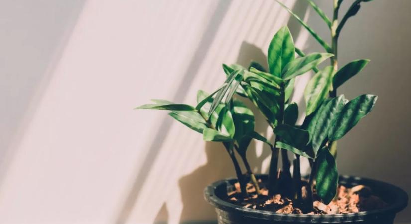3 szerencsét hozó szobanövény, amivel felturbózhatod a pozitív energiáidat az újévben