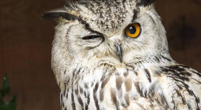 Három bagoly bujkál a baromfik közt: te megtalálod?