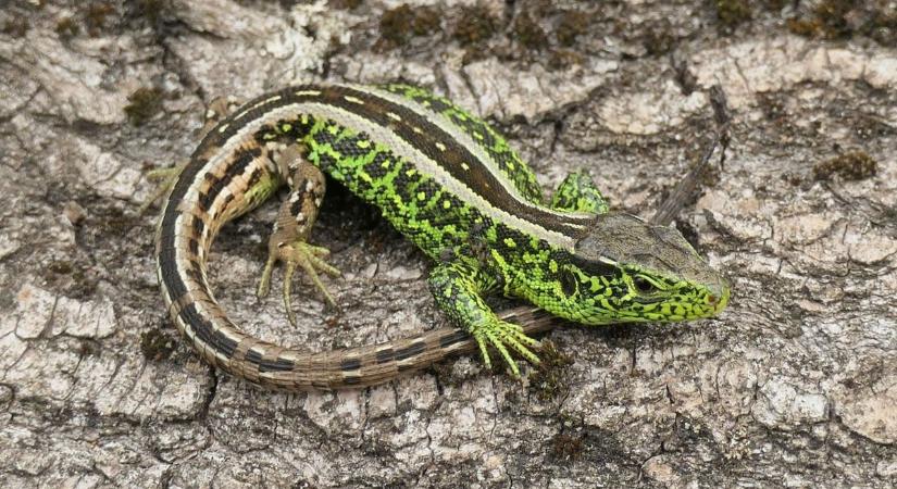 Fürge gyík lett 2026-ban az év hüllője – így ismerhetjük fel és miért kell védenünk