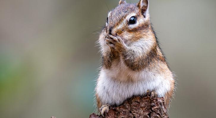 Ma már nem lát aranyosabbat ennél a szégyenlős mókusnál