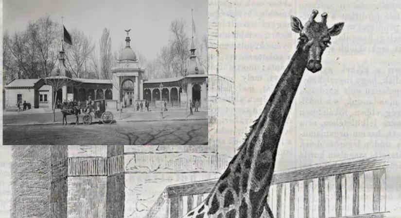 NÉZD, OTT A FOLTOS NYAKORJÁN!: ÍGY KERÜLT PESTRE AZ ELSŐ ZSIRÁF