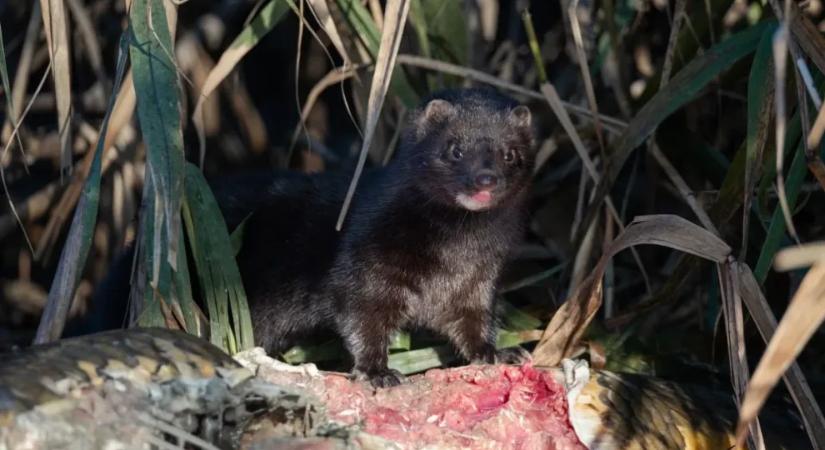A szőrmetenyésztés miatt kerültek Európába, de már a Szigetközben vannak az amerikai nyércek