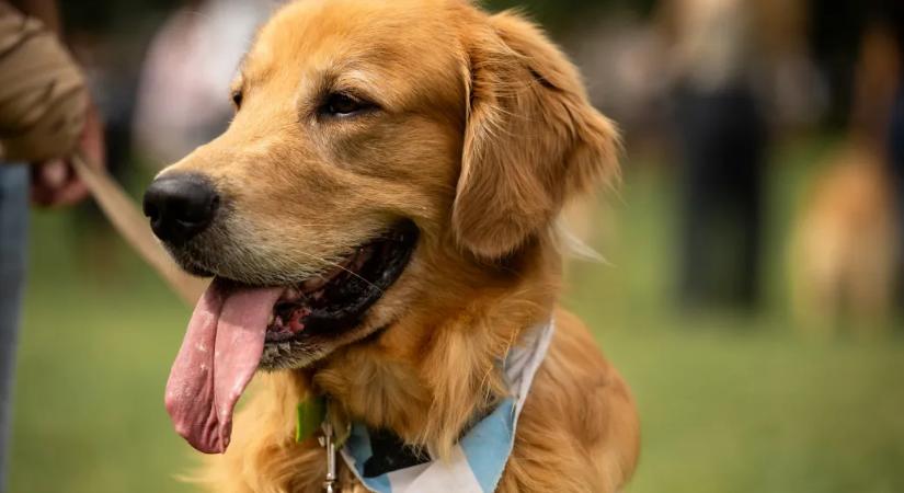 Egyes kutyák akkor is tanulnak új szavakat, ha a gazdáik nem hozzájuk beszélnek