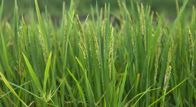 Amikor a talaj perzselően forró, növekszik a rizs arzéntartalma?