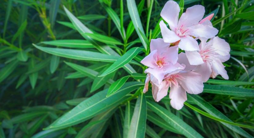 Miért sárgulhat a teleltetésre behozott leander levele?