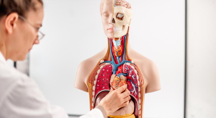 Meglepő, de ezekre a testrészeidre valójában nincs is szükséged – szinte csak dísznek vannak