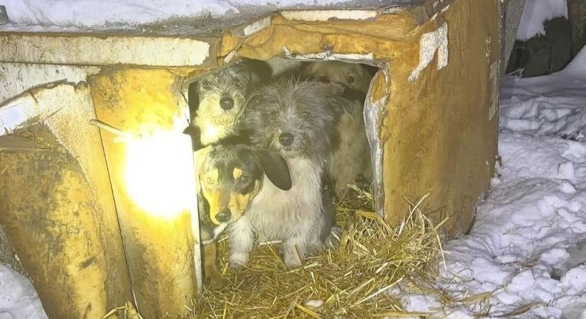 Mentés a hóban és fagyban: közel 80 kutya életéért küzdöttek a Fema Állatmentők