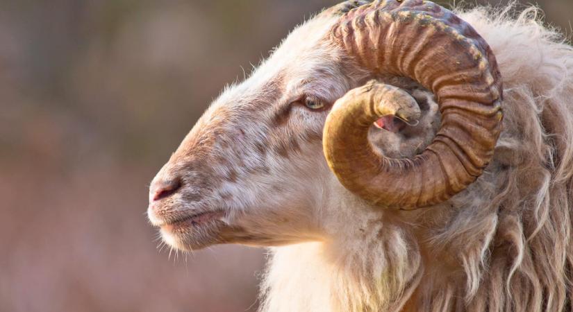 Itt az internet új kedvence: a kos, aki úgy viselkedik, mint egy kutya