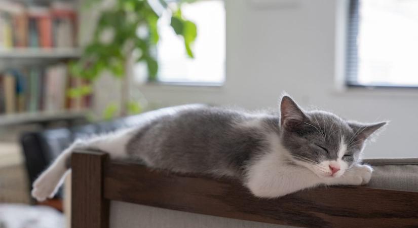 Mire jó a macskamenta? Tényleg egészséges, ha a cicák elkábulnak tőle?