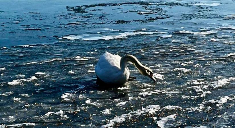 Bajban vannak a nagy hideg miatt a vízimadarak, segítsünk nekik!