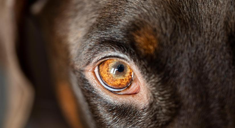 Aujeszky Aladár születésnapja, a veszettség elleni védekezés magyar úttörője