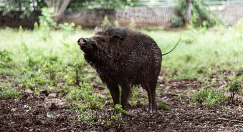 A vaddisznó a tányéron jó, a kertben kevésbé... De hogy jön ide a polgármester?!