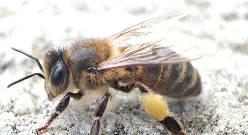 Tudtad, hogy a méhkaptárban melegebb van, mint nálad otthon? Így vészelik át a fagyos telet a méhecskék
