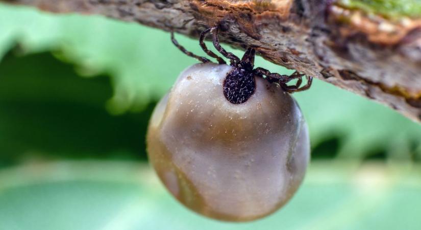 Veszélyes tévhitek: mínusz 20 fok és a kullancsok – tényleg eltűnhetnek a télben?