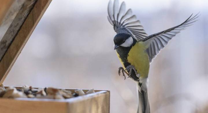 Így etesd a madarakat télen – videó