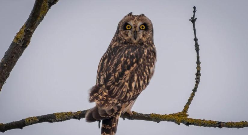 Zord téli idő: havazás, hófúvás és viharos szél