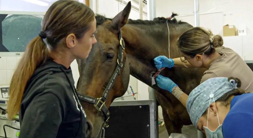 Vészhelyzet az állatkórházban — sokkoló jelenetekkel indul a TV2 új reality-je