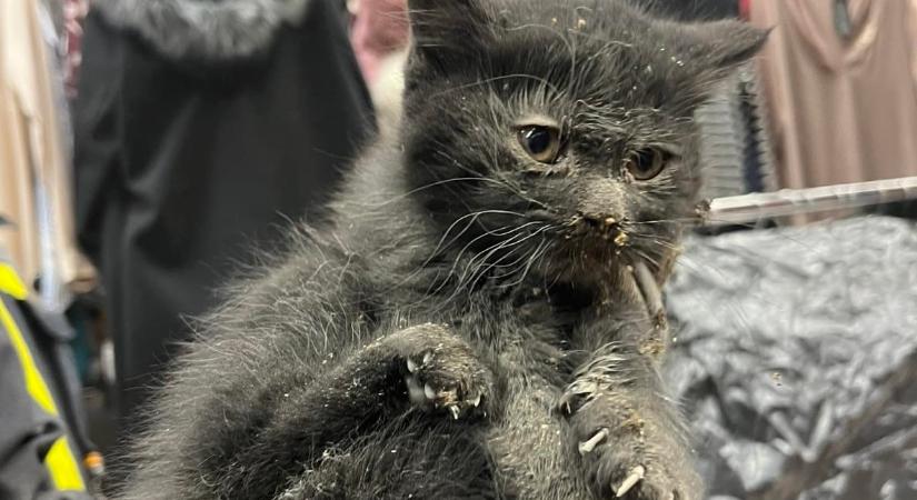 Több napja kéményben raboskodó kismacskát mentettek Debrecenben