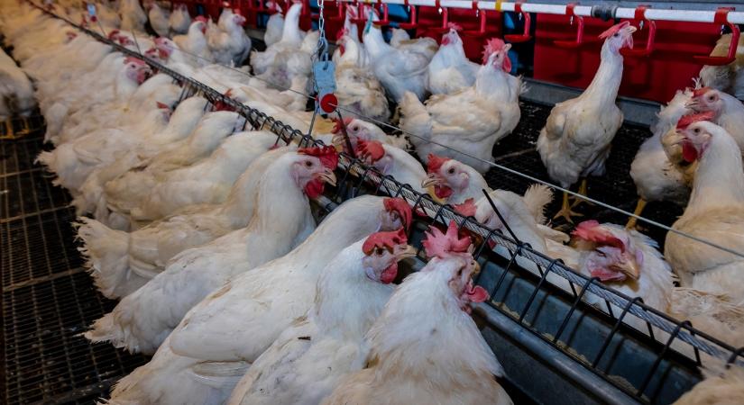 Most minden átalakul: radikális állatjóléti reformokat vezet be Anglia