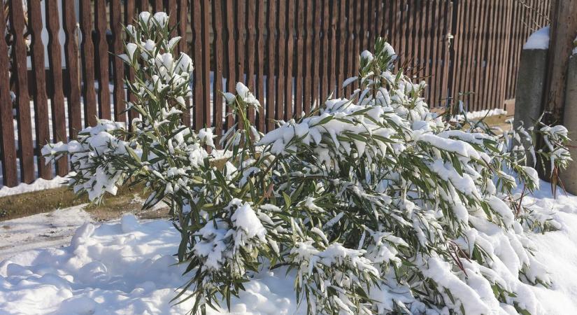 Sokan félnek tőle, pedig aranyat ér: ezért tesz jót a hó a kerti növényeknek