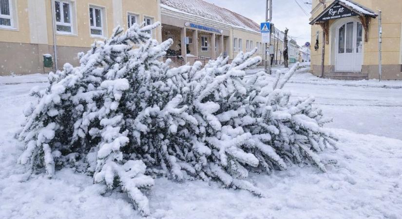 Fontos januári dátumok: ekkor viszik el a karácsonyfákat