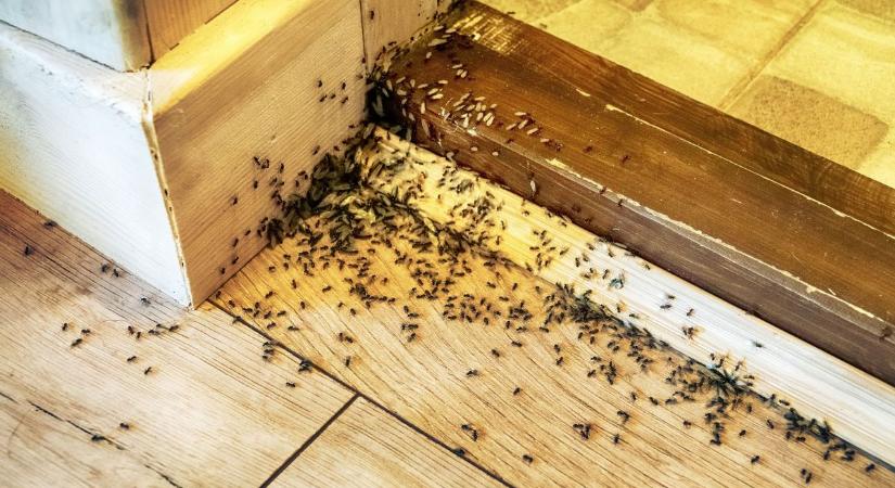 Ellepte a lakásokat ez az apró állat, a szakértő szerint minden házi praktika hatástalan