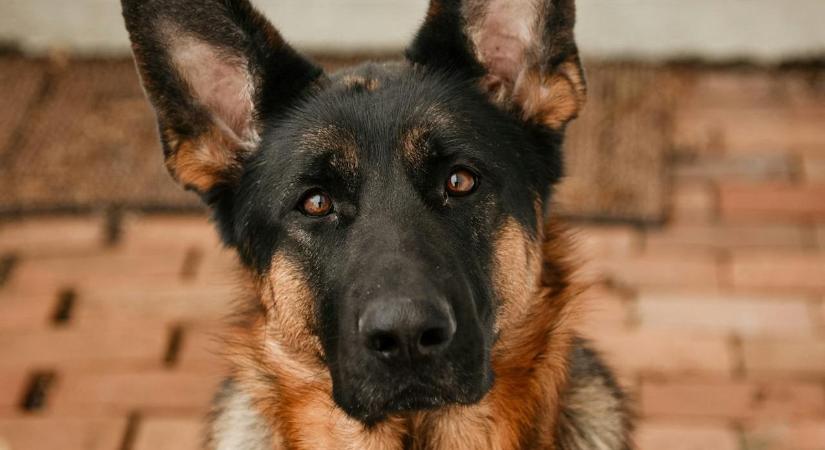 Borult a bili: közúti ellenőrzésnél fogott szagot a drogkereső kutya