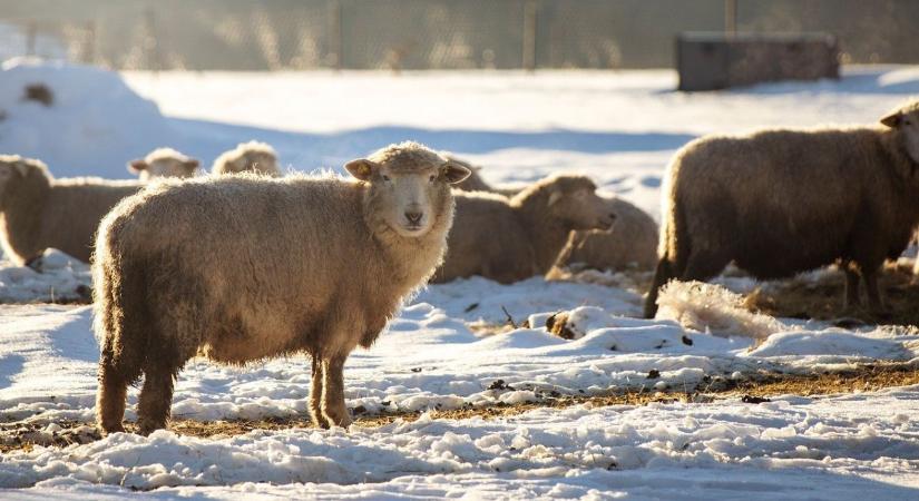 Fagymentes itató megoldások – melyik működik valóban tartós mínuszban?